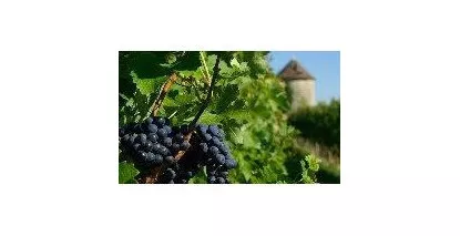 Nos Côtes de Gascogne - Large choix de vins des Côtes de Gascogne au meilleur prix