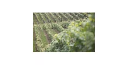 Nos Côtes de Saint Mont - Large choix de vins des Côtes de Saint Mont au meilleur prix
