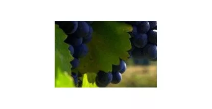 Nos Fronton - Large choix de vins de Fronton au meilleur prix