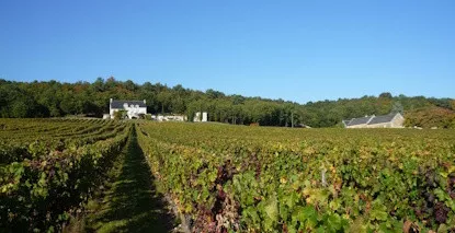 Nos Chinon - Vins de Chinon au meilleur prix