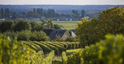 Nos Saint Nicolas de Bourgueil - Large choix de vins de Saint Nicolas de Bourgueil au meilleur prix