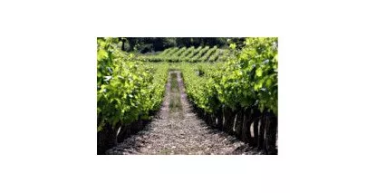 Nos vins d'Ardèche - Large choix de vins d'Ardèche