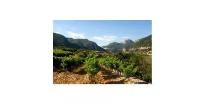 Terrasses du Larzac - Tous les vins AOC Terrasses du Larzac en ligne