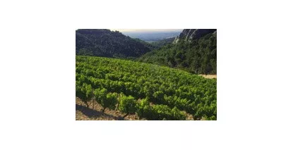 Vins IGP Vaucluse