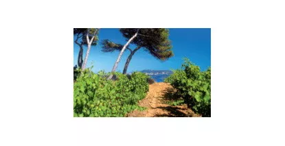 AOC Picpoul de Pinet -  Vins du Languedoc