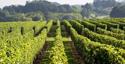 AOC Médoc - Vins de Bordeaux