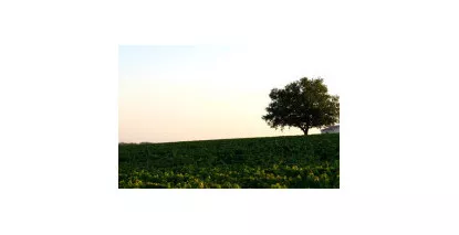 AOC Pauillac - Vins de Bordeaux