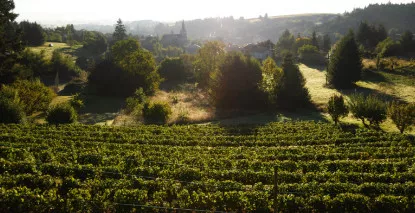 Nos vins en Côte Roannaise - En stock, expédition sous 24h00