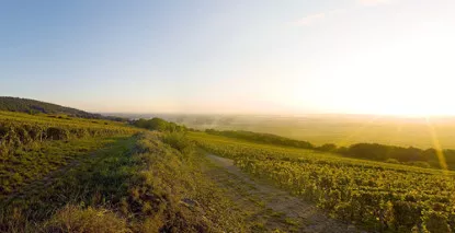 Nos vins de Puligny Montrachet - En stock, expédition sous 24h00