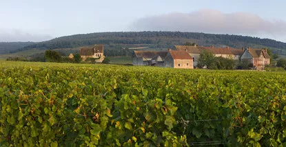 Nos vins de Chassagne Montrachet - En stock, expédition sous 24h00