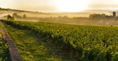 Nos vins de Pommard - En stock, expédition sous 24h00