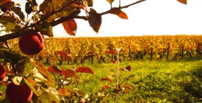 Nos vins en Hautes Côtes de Beaunes - En stock, expédition sous 24h00