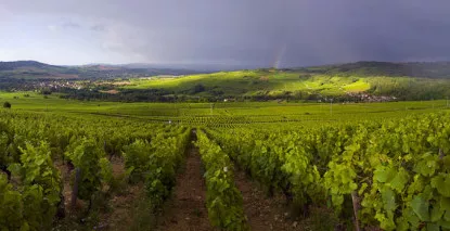 Nos vins de Maranges - En stock, expédition sous 24h00
