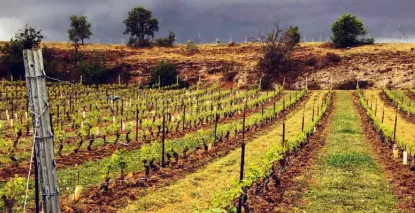 Nos vins d'Auvergne - En stock, expédition sous 24h00