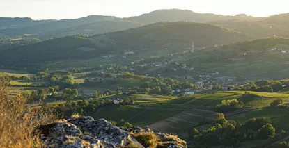 Nos vins de Mâcon - En stock, expédition sous 24h00