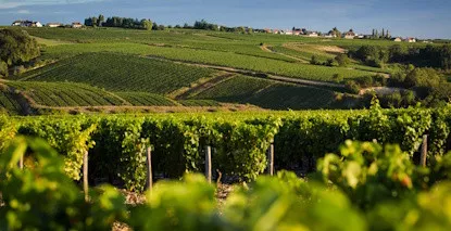 Vin de Chablis - Achat en ligne