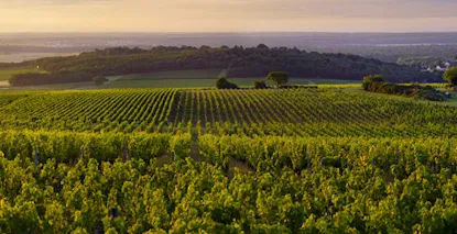 Vins AOP Montagny - Grands Vins Blancs de Bourgogne