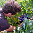 Vignerons de Saint-Chinian - Le Sauvignon 2020 - Cave de Saint-Chinian - 75 cl