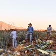 Grupo Yuu Baal - Mezcal Reposado - Yuu Baal - 70 cl