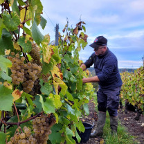 Vignerons de Lugny