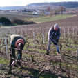 Famille Lallement - Brut Tradition - Champagne Pascal Lallement - 75 cl